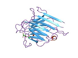 Структура моносахарид связывающего сайта молекулы лектина.[1]