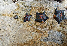 Морские звёзды вида Patiria pectinifera разного размера (от очень маленькой до особи покрупнее) найдены у берегов залива "Восток" в Японском море