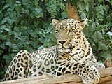 Персидский леопард (Panthera pardus saxicolor)