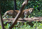 Индийский леопард (Panthera pardus fusca)