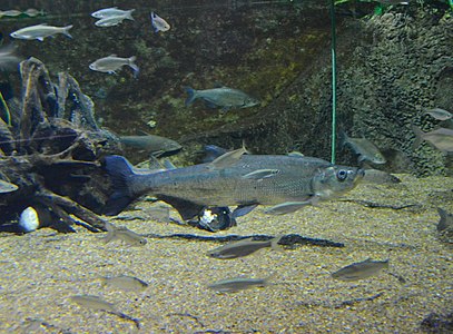 Верхогляд. Экспозиция «Подводный мир озера Ханка» в Приморском океанариуме.