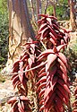 Aloe pearsonii