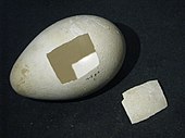 Скорлупа яйца пингвина, добытого участниками похода