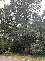 350-летний старейший дуб в усадьбе Архангельское-Тюриково