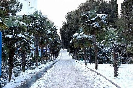 Пальмы, покрытые снегом в Ялте
