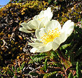 Дриада восьмилепестная, Dryas octopetala