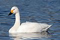 Малый лебедь (Cygnus columbianus bewickii)