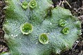 Выводковые тела на талломе маршанции многообразной (Marchantia polymorpha)