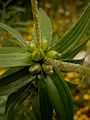 Луковички лилии луковиценосной (Lilium bulbiferum) в пазухах листьях