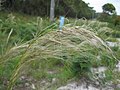 Austrostipa mollis