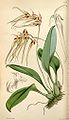 Cirrhopetalum macraei. Curtis's botanical magazine vol. 127 ser. 3 nr. 57 tab. 7787, 1901 ?.