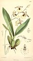 Oncidium dasystyle. Curtis's botanical magazine vol. 127 ser. 3 nr. 57 tab. 7787, 1901 ?.