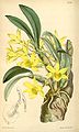 Dendrobium senile. Curtis's botanical magazine vol. 127 ser. 3 nr. 57 tab. 7787, 1901 ?.