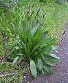 Розеточный побег: прикорневая розетка (Plantago lanceolata)