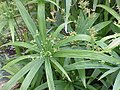 ?????????? ?????: ???????????? ??????? (Cyperus diffusus)