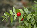 ??????????? ? ?????? (Ruscus aculeatus)