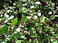 ???????? ? ?????????? (Muehlenbeckia complexa)