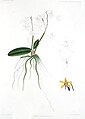 Phalaenopsis braceana. ???????????? ??????????? ?? ????? J. D. Hooker; «A Century of Indian Orchids» 1895 ?.