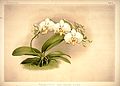 Phalaenopsis amabilis. ???????????? ??????????? ?? ????? Frederick Sander, «Reichenbachia I» 1888 ?.