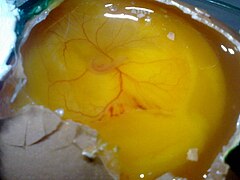 Яйцо с начавшим развиваться эмбрионом (72 часа)