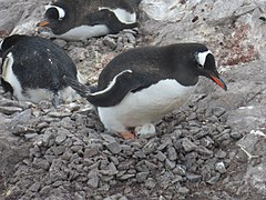 Субантарктические пингвины, высиживающие яйца