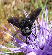 Pangonius sp. (Pangoninae)