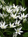 Птицемлечник зонтичный (Ornithogalum umbellatum L.)