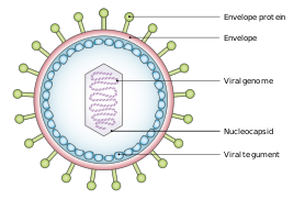 Simplified diagram of the structure of EBV