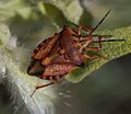 Carpocoris mediterraneus Pentatomidae