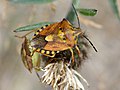 Carpocoris fuscispinus Pentatomidae