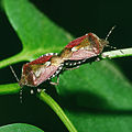 Щитник ягодный Pentatomidae