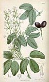 "Jasminum didymum" для "Curtis's Botanical Magazine", 1878.