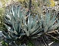 Agave deserti