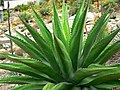 Agave gentryi