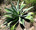 Agave wercklei