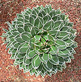 Agave victoriae-reginae