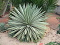 Agave angustifolia