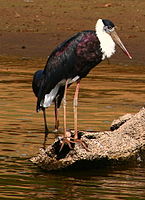 Белошейный аист (Ciconia episcopus)