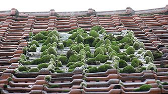 Небольшой дзен- сад на крыше