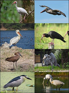 1-й ряд: белый ибис, американский бурый пеликан; 2-й ряд: кудрявый пеликан, острохвостый ибис[en]; 3-й ряд: молотоглав, китоглав; 4-й ряд: обыкновенная кваква, обыкновенная колпица