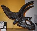 Череп анхицератопса — типичного хазмозаврина
