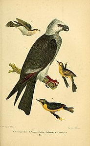 Миссисипский коршун, «American Ornithology»