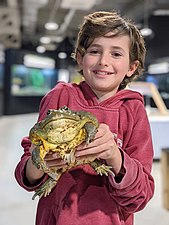 Роющая лягушка в руках ребёнка