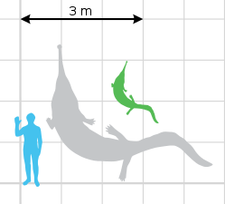 Сравнение размеров вымершего прионозуха с человеком. Зелёным цветом показан голотип, серым — реконструкция размеров по наиболее крупному экземпляру