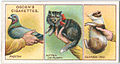 «Как правильно держать животных», ок. 1903—1917.