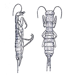 Grylloblatta campodeiformis