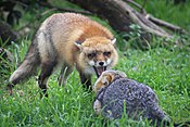 Встреча рыжей лисы (Vulpes vulpes) с серой (Urocyon cinereoargenteus)