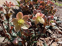 H. × ballardiae 'Camelot'