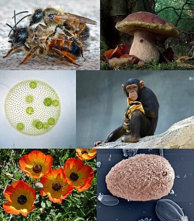 Некоторые примеры разнообразия эукариот