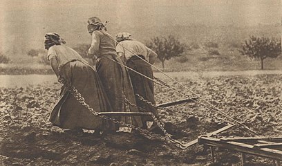 Фото из журнала «Lectures pour tous[fr]» 1917 года с подписью по под ним «Больше никаких лошадей, чтобы тянуть борону...»